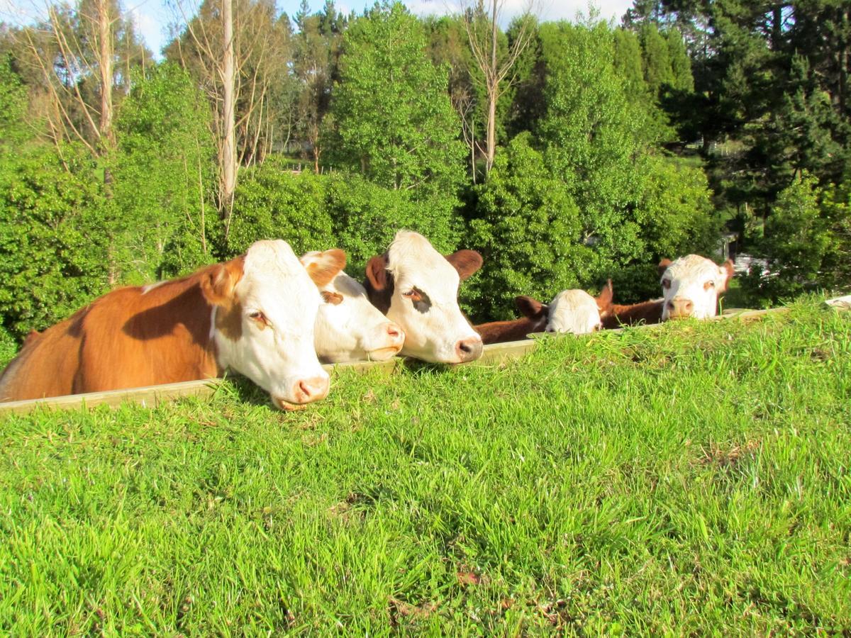 Rolling Hills Country Stay B&B Tauranga Bagian luar foto